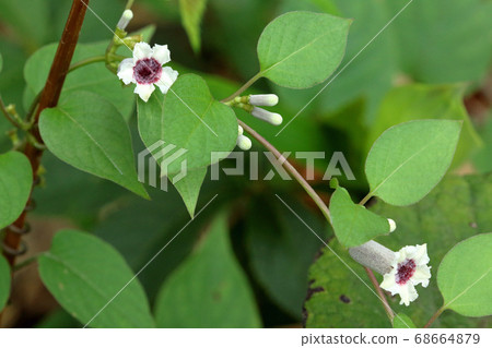 福島縣中華六Ta田忠町的花 68664879