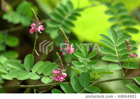 福島縣忠武市小松市之花 福島縣忠武市小松市之花 68664881