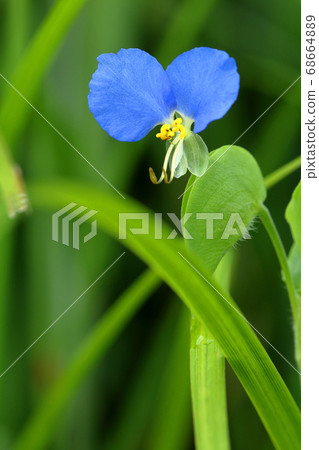 生動的蜜桃花開花福島縣忠武市 生動的蜜桃花開花福島縣忠武市 68664889