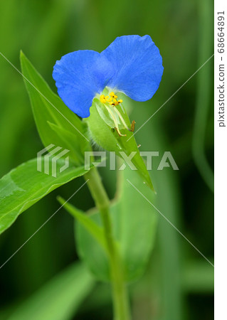生動的蜜桃花開花福島縣忠武市 生動的蜜桃花開花福島縣忠武市 68664891