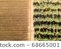 Olive tree plantation, Aerial image 68665001