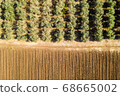 Olive tree plantation, Aerial image 68665002