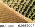 Olive tree plantation, Aerial image 68665007