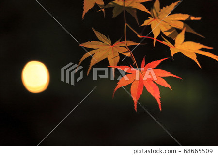 To木縣日光市日光山林仁寺鬆生園 To木縣日光市日光山林仁寺鬆生園 68665509