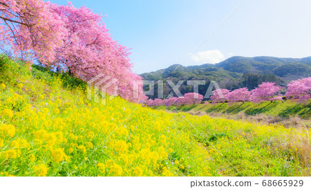 Kawazu Sakura in Shimogamo, Minamiizu-cho (soft focus) 68665929
