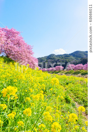 Kawazu cherry blossoms in Shimogamo, Minamiizu-cho 68666011