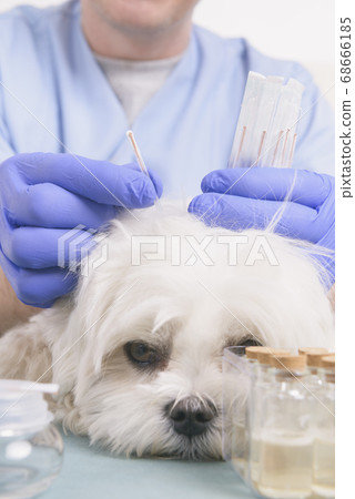 Vet doing acupuncture treatment Vet doing acupuncture treatment 68666185