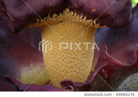 Elephant yam in the garden. 68666236