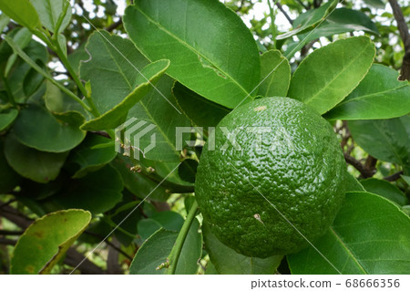 Citrus aurantium var in the garden.  S 68666356