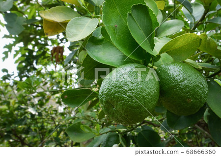Citrus aurantium var in the garden.  S 68666360