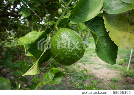 Citrus aurantium var in the garden.  S 68666365