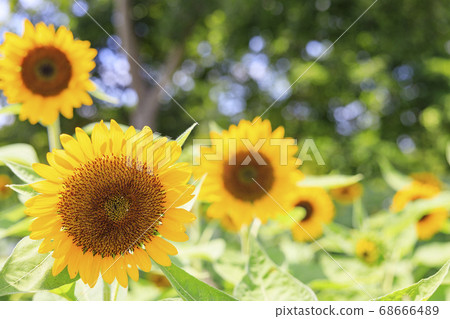 Bami多小山公園向日葵夏天 68666489