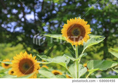 Bami hilly park sunflower summer 68666498