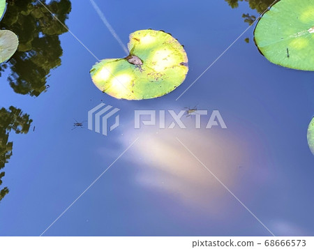 Water reflection and water striders Water reflection and water striders 68666573