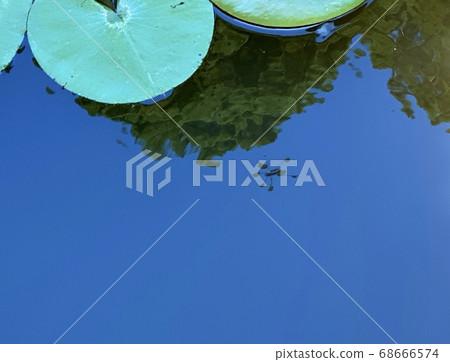 Water lilies and water striders Water lilies and water striders 68666574
