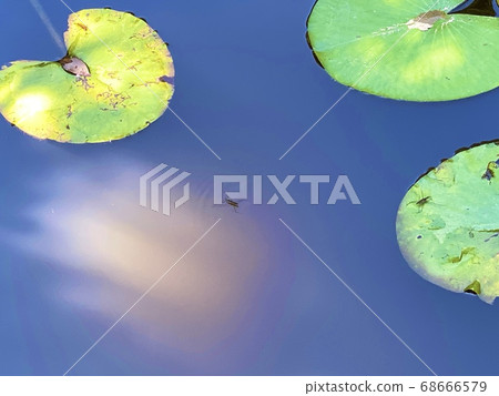 Water reflection, water lilies and water striders Water reflection, water lilies and water striders 68666579