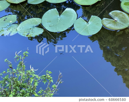 Water strider in water lily pond 68666580