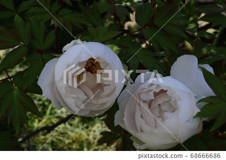 鮮花,純白牡丹@大阪府坂井市家庭花園 鮮花,純白牡丹@大阪府坂井市家庭花園 68666686