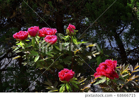Flowers, crimson peony @ home garden, Sakai City, Osaka Prefecture 68666715