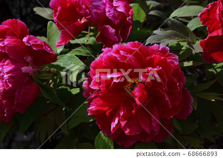 Flowers, crimson peony @ home garden, Sakai City, Osaka Prefecture Flowers, crimson peony @ home garden, Sakai City, Osaka Prefecture 68666893