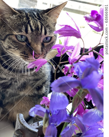 Purple flower and cat Purple flower and cat 68666901