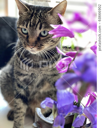 Purple flower and cat Purple flower and cat 68666902