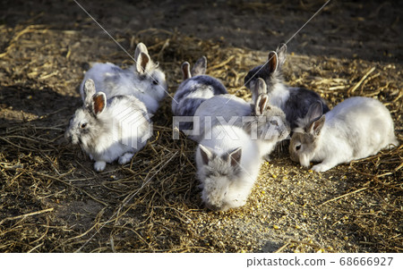 Little rabbits on a farm 68666927