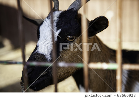Farm goat in a metal cage Farm goat in a metal cage 68666928