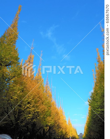 Jingu Gaien Ginkgo tree lined autumn leaves Jingu Gaien Ginkgo tree lined autumn leaves 68667670