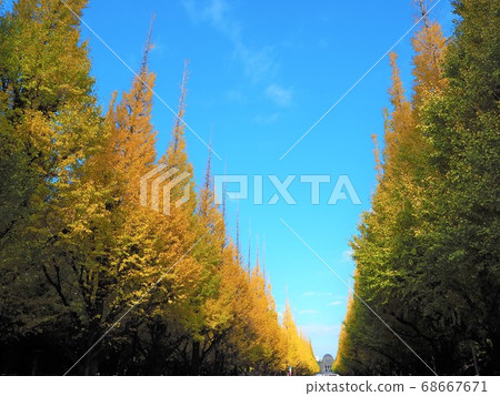 Jingu Gaien Ginkgo tree lined autumn leaves Jingu Gaien Ginkgo tree lined autumn leaves 68667671