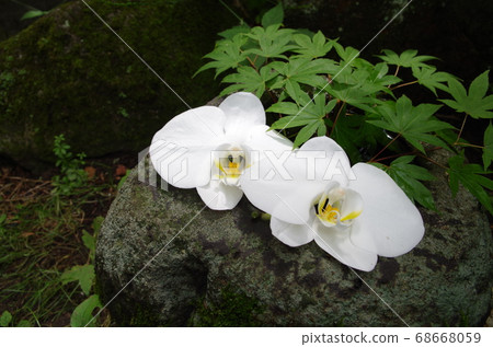 A balm of Phalaenopsis 68668059