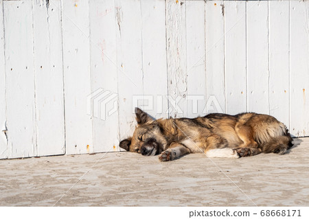 The dog is sleeping near the white fence. 68668171