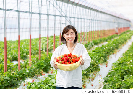 草莓豐收草莓農場 68668368