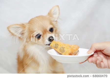 奇瓦瓦州吃狗蛋糕 奇瓦瓦州吃狗蛋糕 68668470