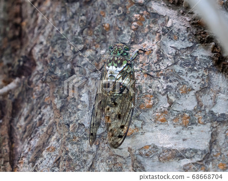 Ming-Min Semi 68668704