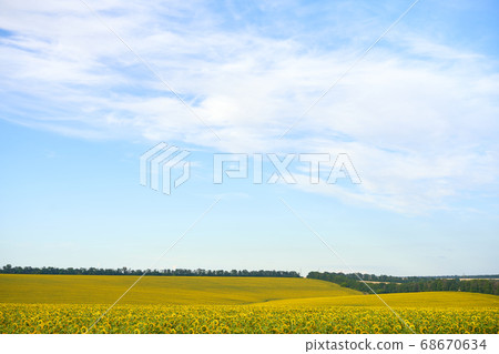 Sunflower agricultural field cloudy sky background Sunflower agricultural field cloudy sky background 68670634
