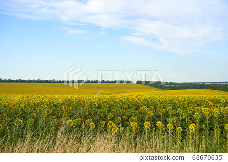 Sunflower agricultural field cloudy sky background 68670635