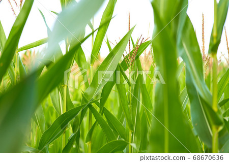 Corn agricultural field close up Summer harves Corn agricultural field close up Summer harves 68670636