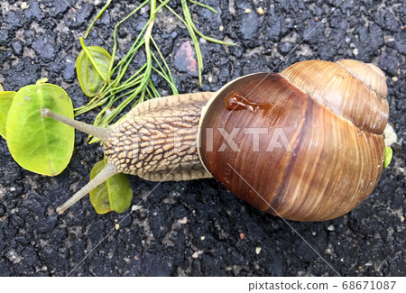 Small garden snail in shell crawling on wet road, Small garden snail in shell crawling on wet road, 68671087