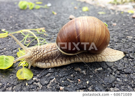 Small garden snail in shell crawling on wet road, 68671089