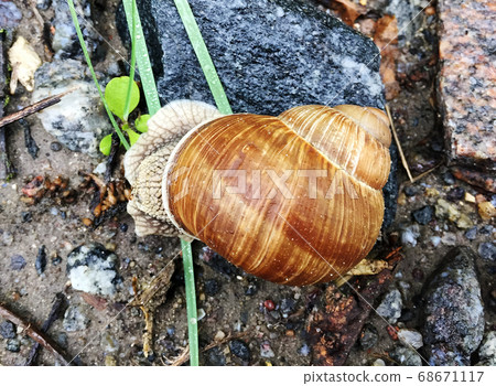 Small garden snail in shell crawling on wet road, Small garden snail in shell crawling on wet road, 68671117