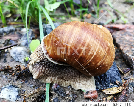 Small garden snail in shell crawling on wet road, Small garden snail in shell crawling on wet road, 68671118