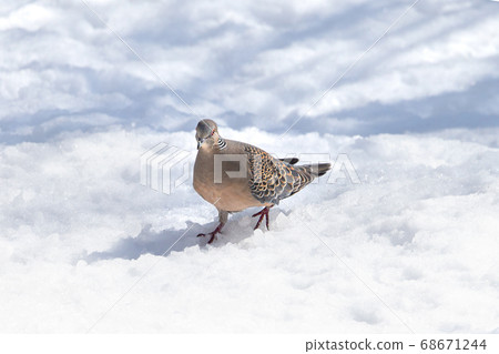 Pheasant pigeon on the snow Hokkaido 68671244