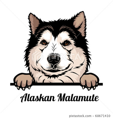 can a alaskan malamute live in mauritius