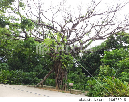 Shuri Castle, the big tree of Akagi Shuri Castle, the big tree of Akagi 68672048
