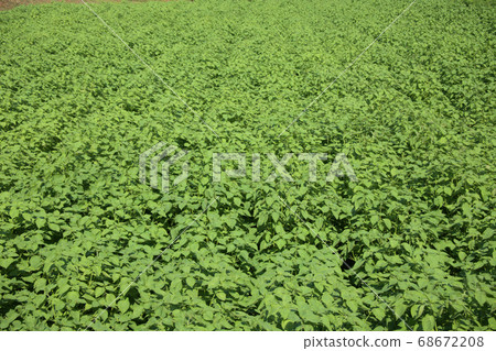 Egama field Egama field 68672208
