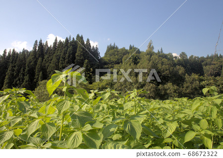 Egama場 Egama場 68672322