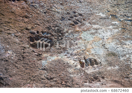 Traces of paws of the brown bear in the dry dirt Traces of paws of the brown bear in the dry dirt 68672460