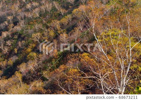 Goryudake徑,Tomi Ridge的秋葉(黃葉) Goryudake徑,Tomi Ridge的秋葉(黃葉) 68673211