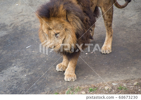 雄獅 雄獅 68673230
